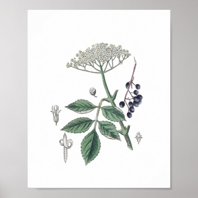 Elderberry Bush Flower White & Grönt Botany Poster (Framsidan)