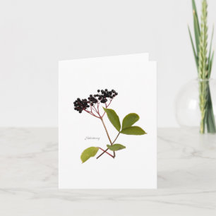 Elderberry Kort