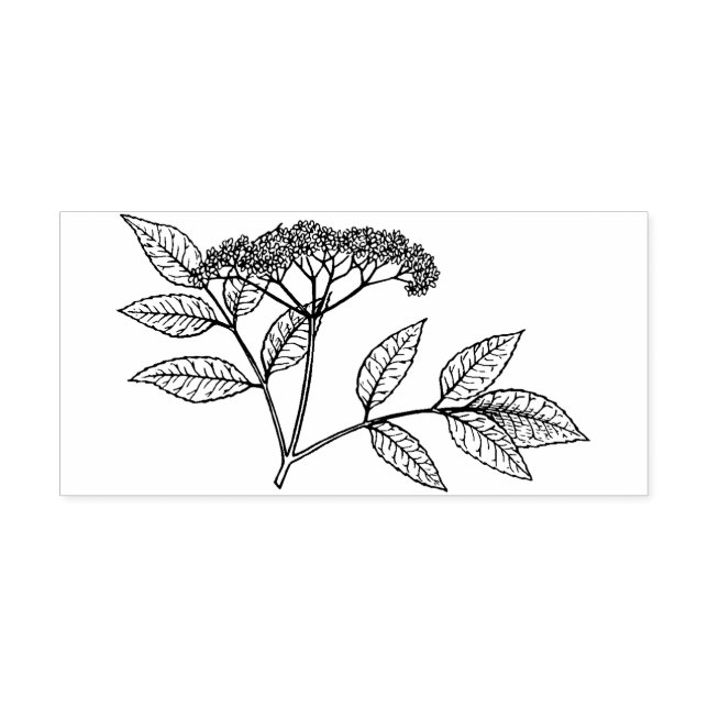 Elderberry plant  Rubber stamp Stämpel (Tryck)