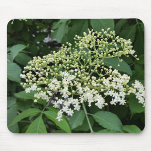 elderblomma musmatta