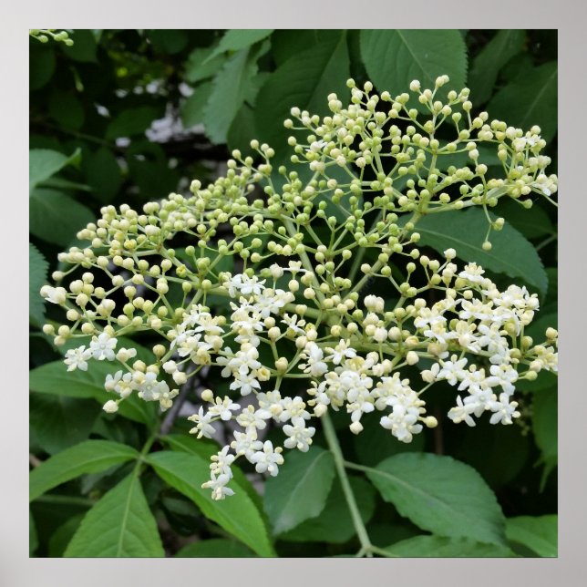elderblomma poster (Framsidan)
