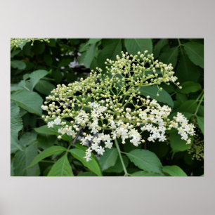 elderblomma poster