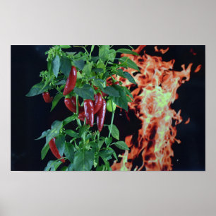 Eldhet Chili. Poster