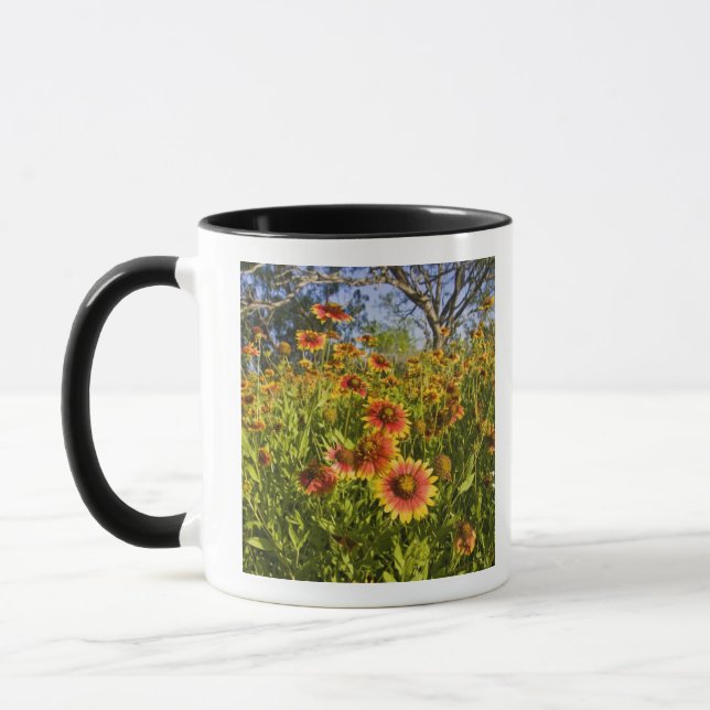 Eldhjul Gaillardia pulchella) vilda blommor Mugg (Vänster)