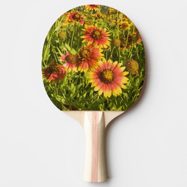 Eldhjul (Gaillardia pulchella) vilda blommor Pingisracket (Framsidan)