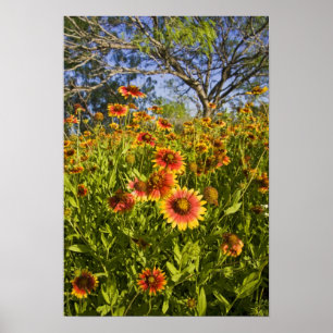 Eldhjul (Gaillardia pulchella) vilda blommor Poster