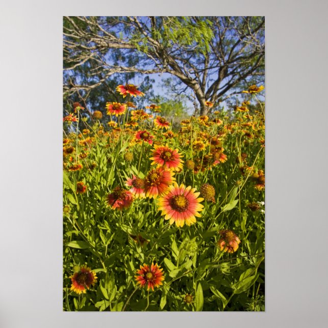 Eldhjul (Gaillardia pulchella) vilda blommor Poster (Framsidan)