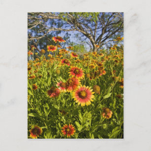 Eldhjul (Gaillardia pulchella) vilda blommor Vykort