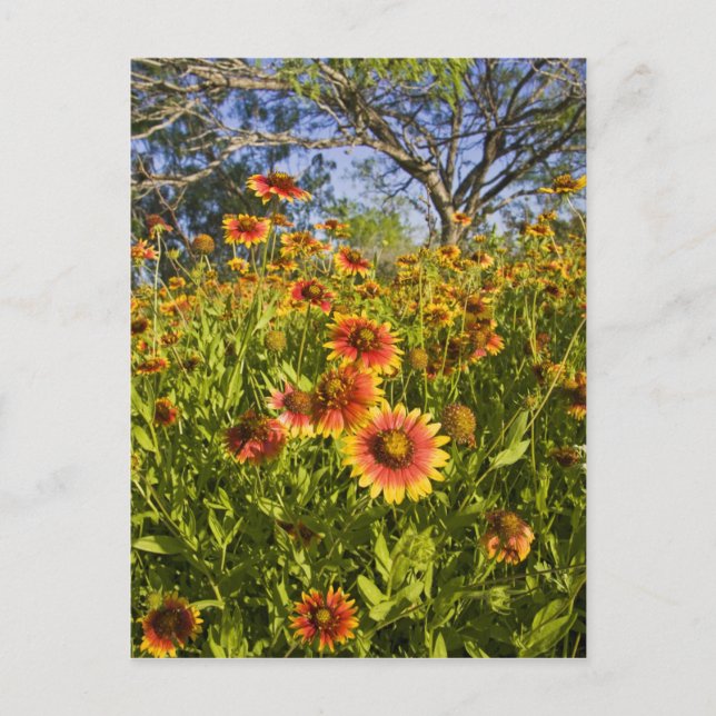 Eldhjul (Gaillardia pulchella) vilda blommor Vykort (Framsida)