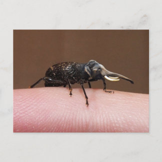 Elebeetle-vykort Vykort
