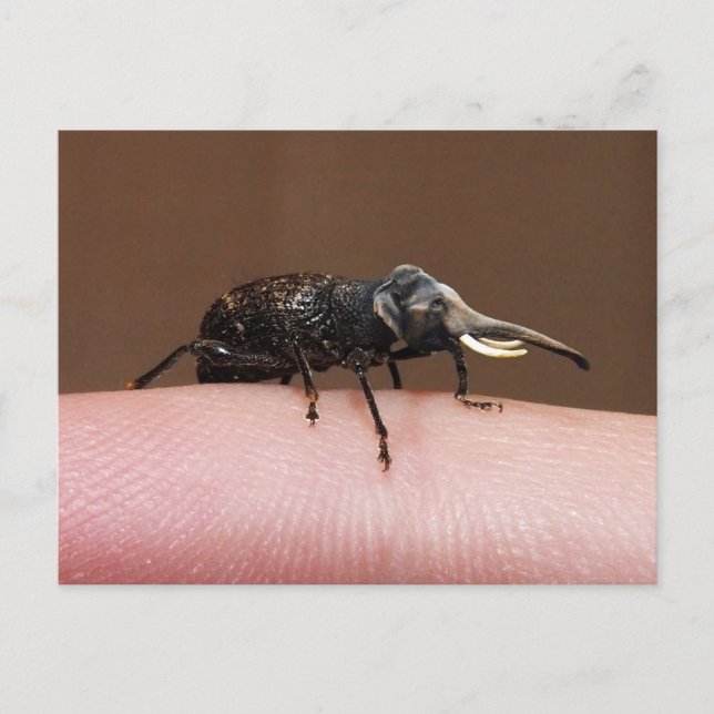 Elebeetle-vykort Vykort (Framsida)