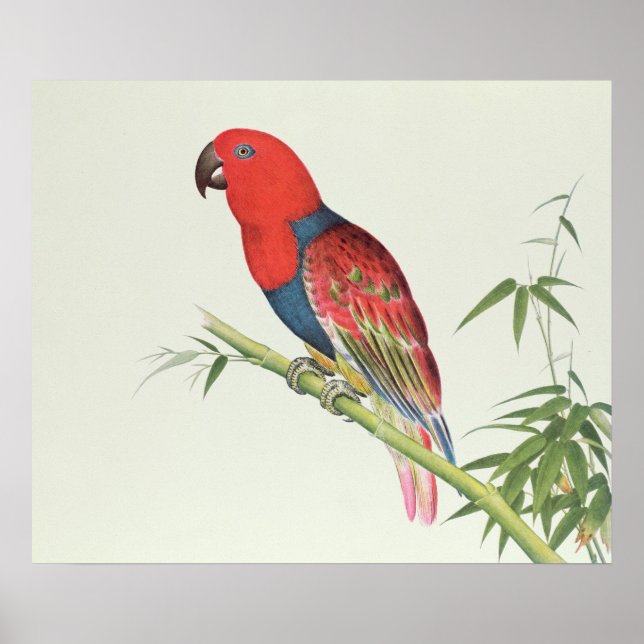 Electus Parrot på en bambu-bild Poster (Framsidan)