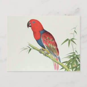 Electus Parrot på en bambu-bild Vykort