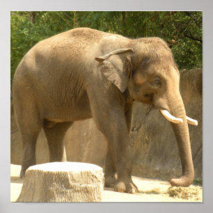 elefant2 poster