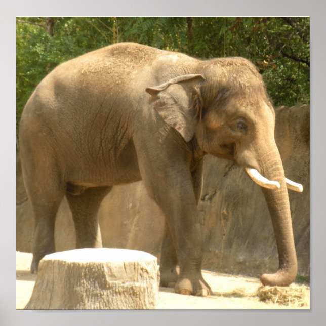 elefant2 poster (Framsidan)