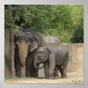 elefant4 poster