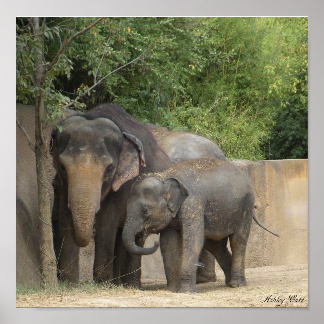 elefant4 poster (Framsidan)