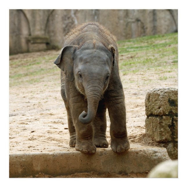 Elefant_20171101_by_JAMFoto Fototryck (Framsidan)