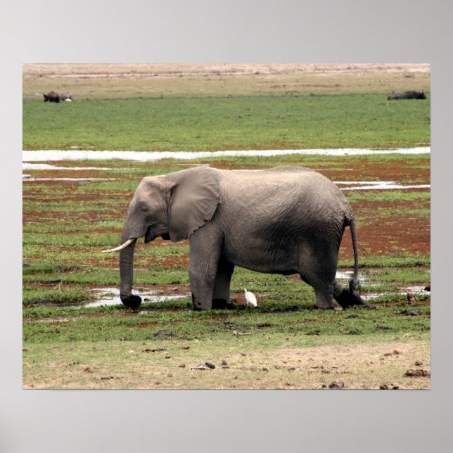 elefant amboseli poster (Framsidan)