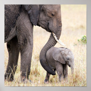 Elefant baby med Motherly kärlek Poster