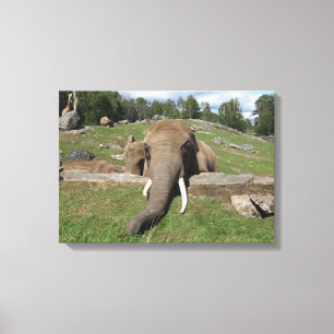 Elefant Close-Up Canvastryck