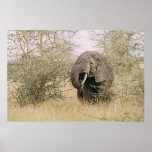 ELEFANT EATING UTANFÖR A TRÄD POSTER