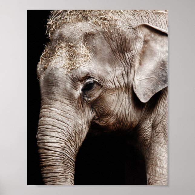 Elefant Foto Bild Poster (Framsidan)