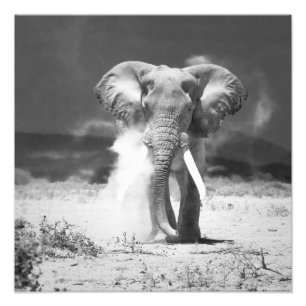 Elefant Fototryck