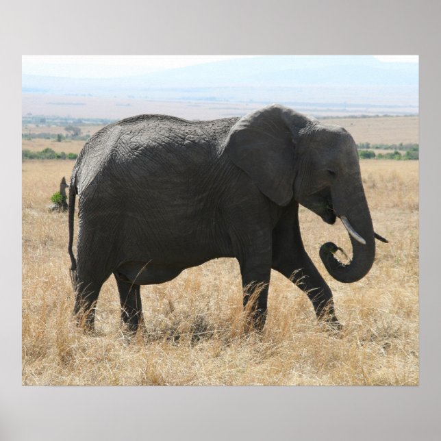 elefant grått poster (Framsidan)