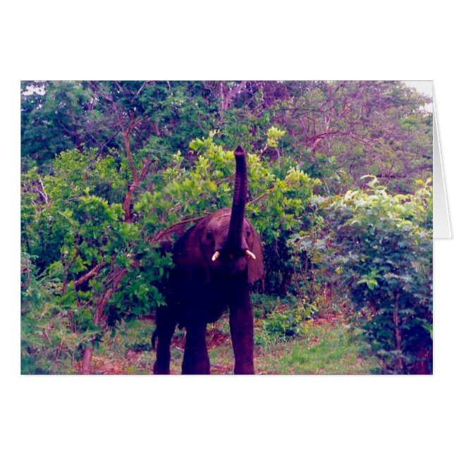 elefant hälsningskort (Framsidan Horizontal)
