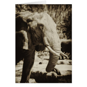 Elefant Hälsningskort
