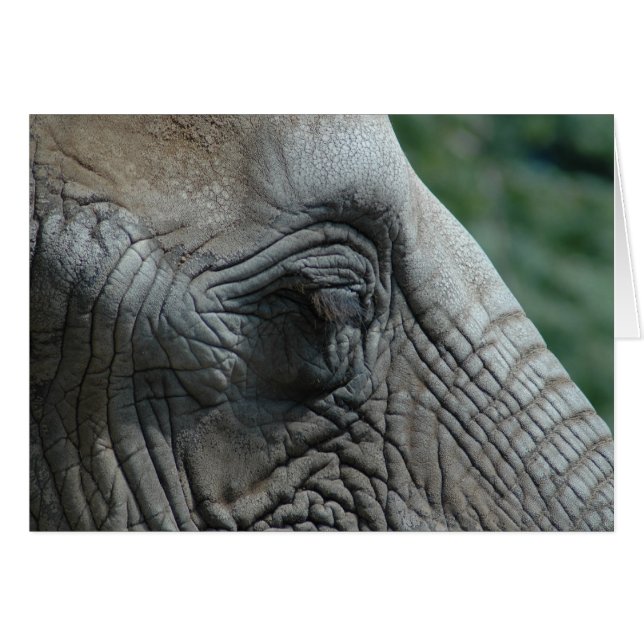 Elefant Hälsningskort (Framsidan Horizontal)