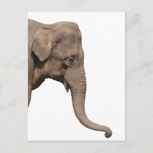 Elefant huvud vykort