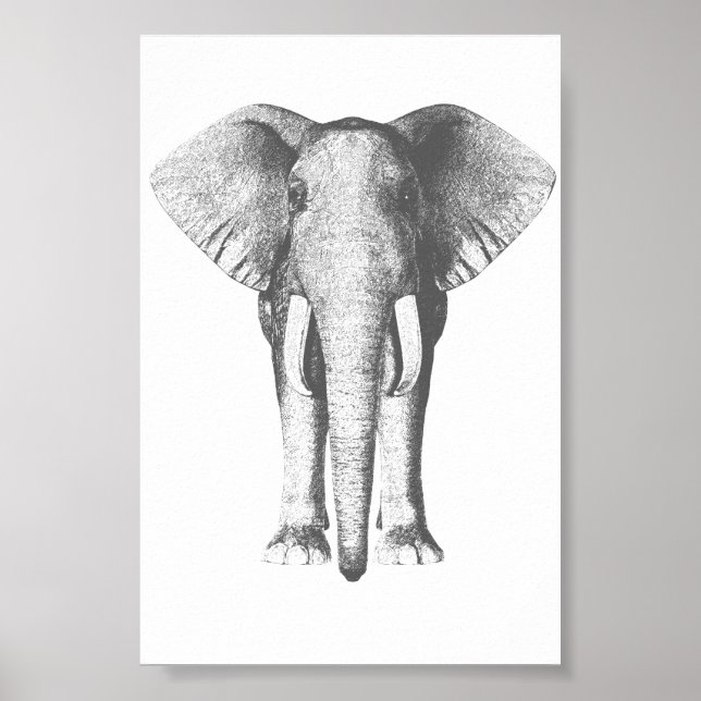 Elefant i Black and White Poster (Framsidan)