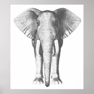 Elefant i Black and White Poster