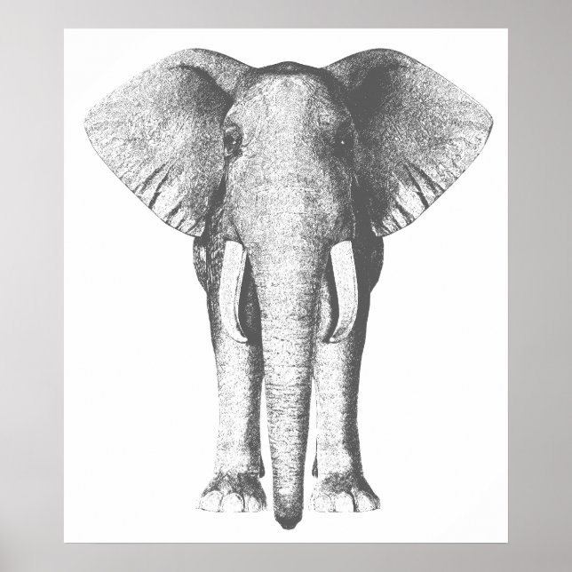 Elefant i Black and White Poster (Framsidan)