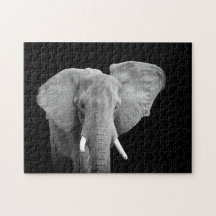 Elefant i Black and White