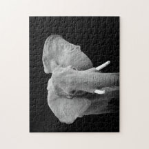 Elefant i Black and White