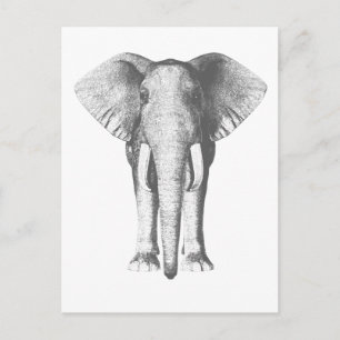 Elefant i Black and White Vykort