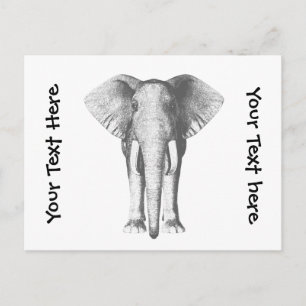 Elefant i Black and White Vykort