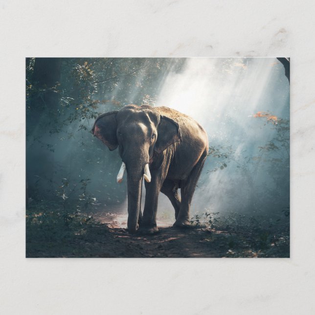 Elefant i djungeln vykort (Framsida)