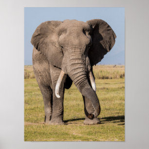 Elefant i en aggressiv dos poster