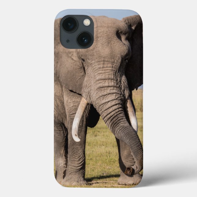 Elefant i en aggressiv ställning (Baksida)