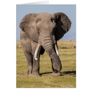 Elefant i en aggressiv ställning hälsningskort