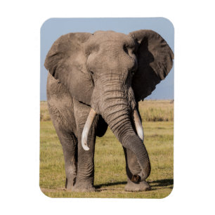 Elefant i en aggressiv ställning magnet