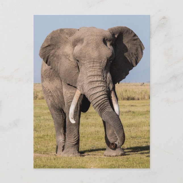Elefant i en aggressiv ställning vykort (Framsida)