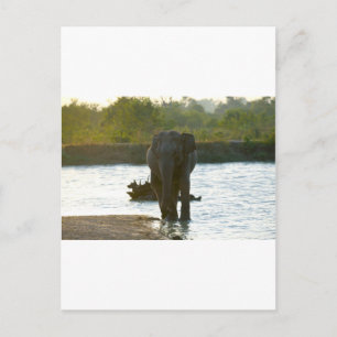 Elefant i vattenhål vykort