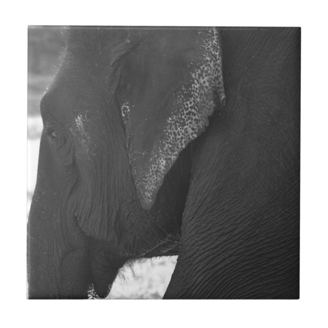 Elefant Kakelplatta (Framsidan)