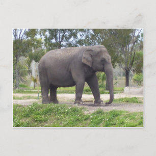 Elefant längs skogsslingan vykort