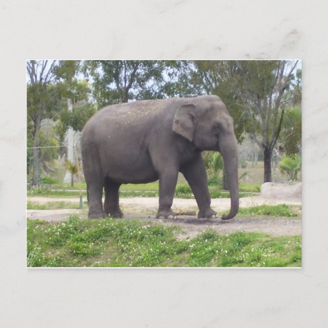 Elefant längs skogsslingan vykort (Framsida)